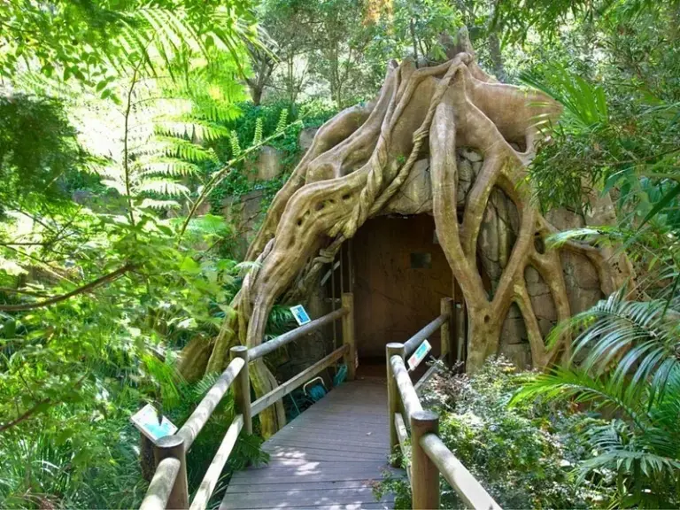 Glow Worm Caves Tamborine Mountain