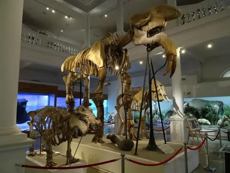 Grigore Antipa National Museum of Natural History