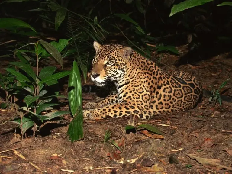 Night Safari at Singapore Zoo