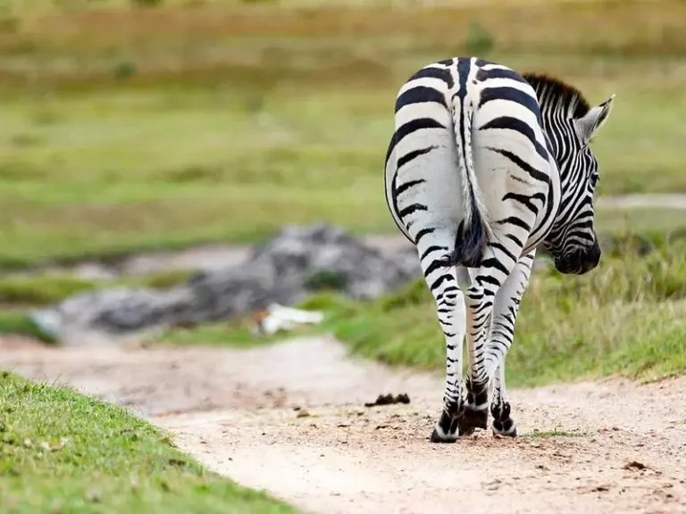 Kragga Kamma Game Park