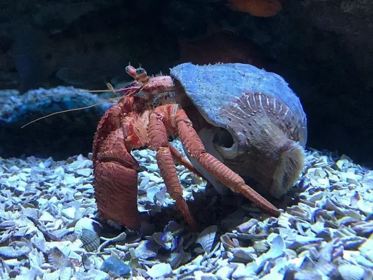 SEA LIFE® Benalmádena