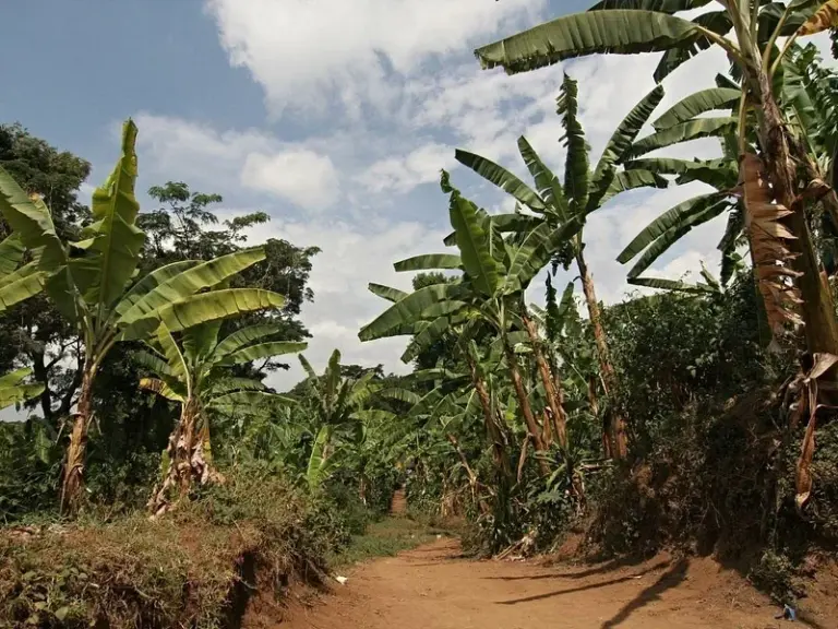 Marangu