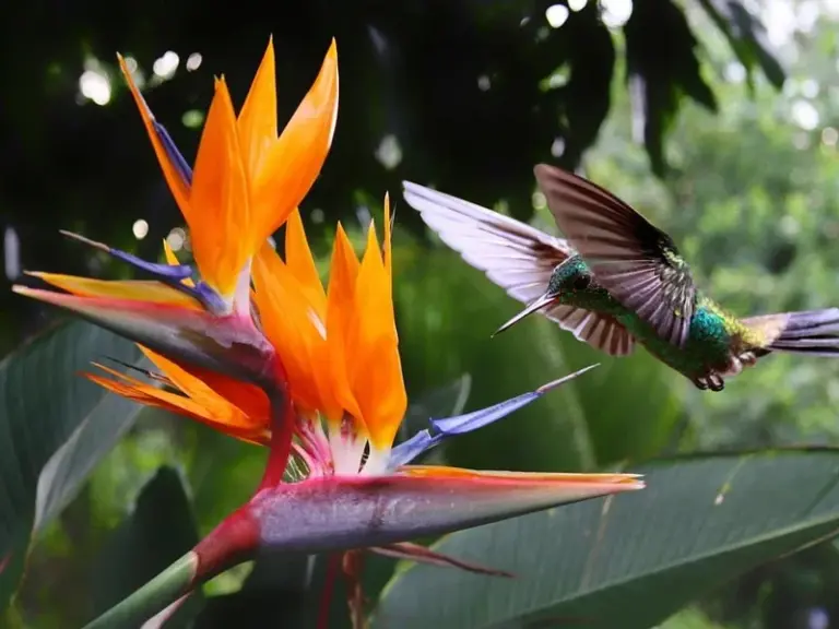 Royal Botanic Gardens