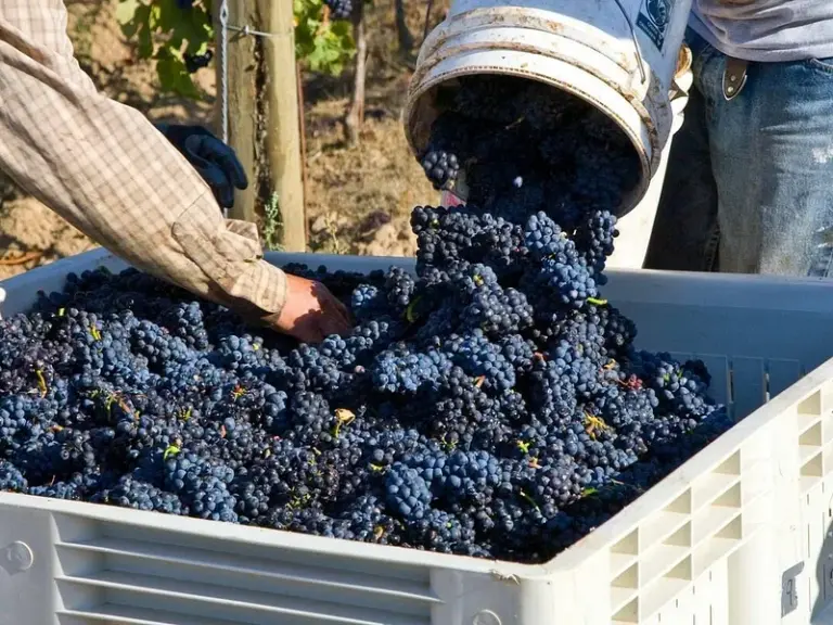 Great Frogs Winery