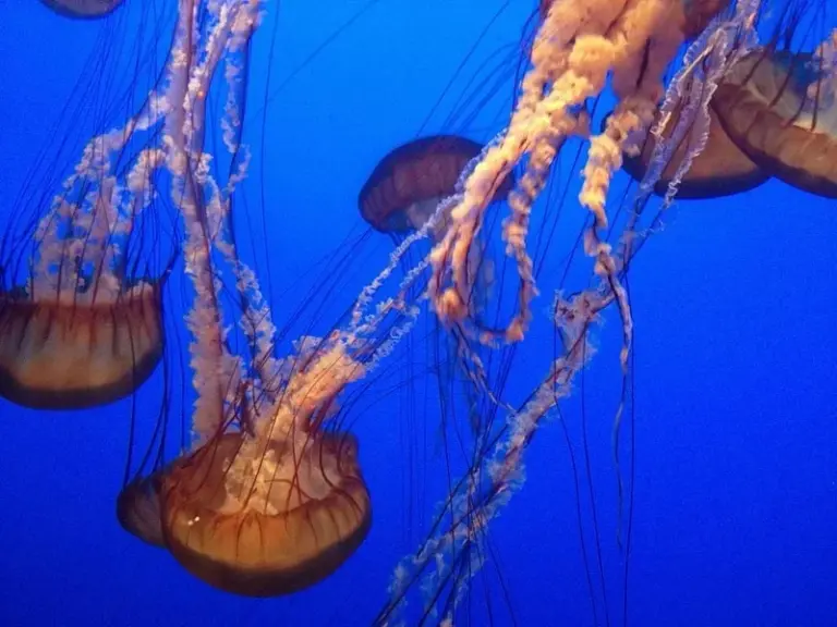 Aquarium of the Bay