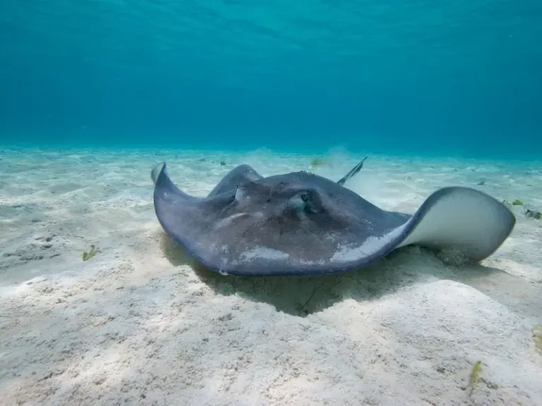 Caye Caulker Marine Reserve