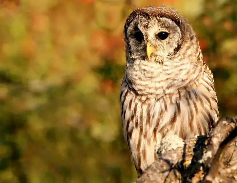 Alaska Raptor Center