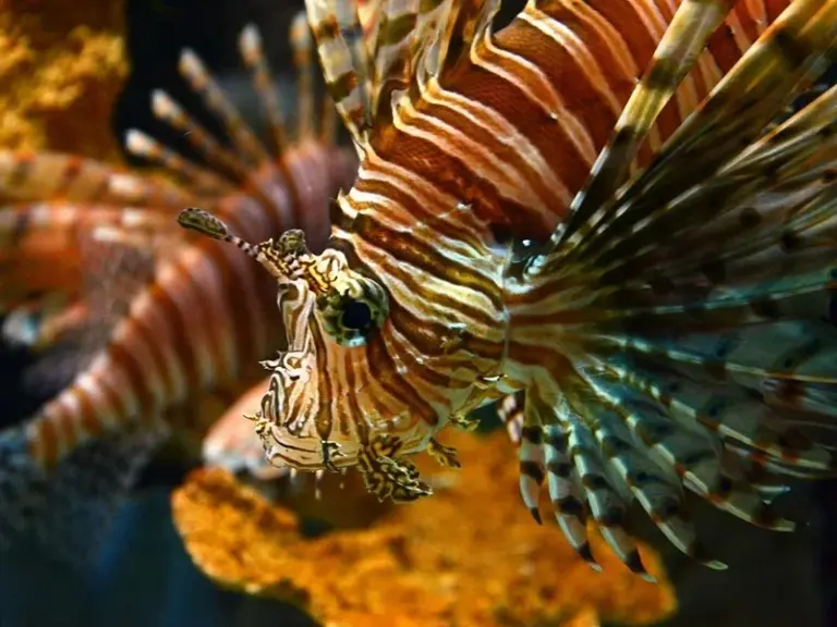 Mote Marine Laboratory and Aquarium