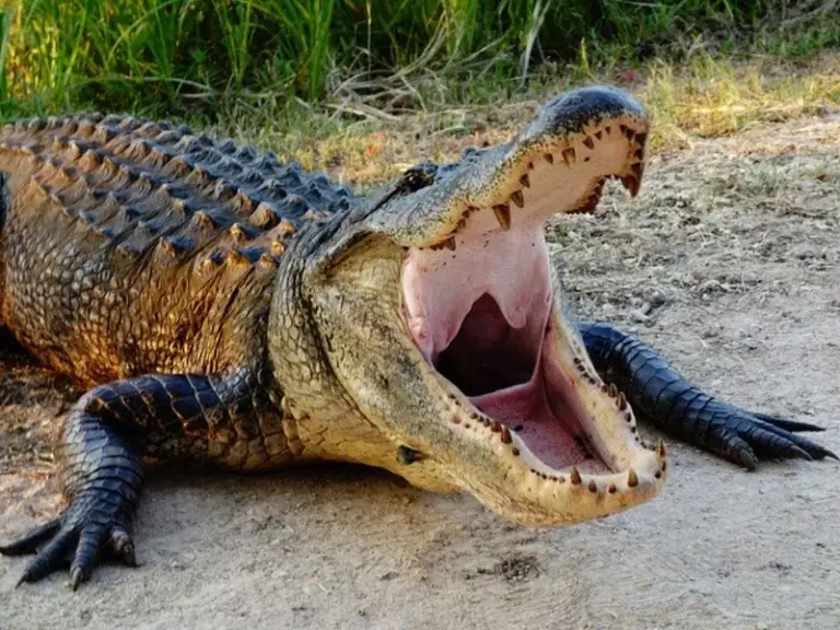 St. Augustine Alligator Farm Zoological Park