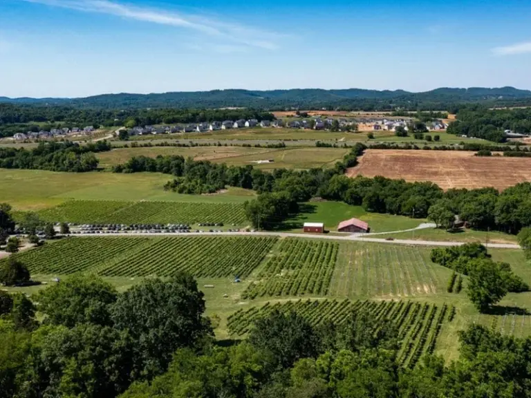 Arrington Vineyards