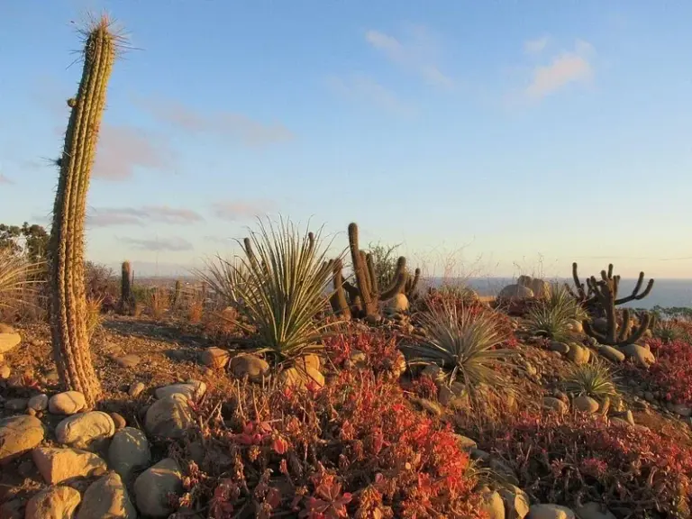 Ventura Botanical Gardens