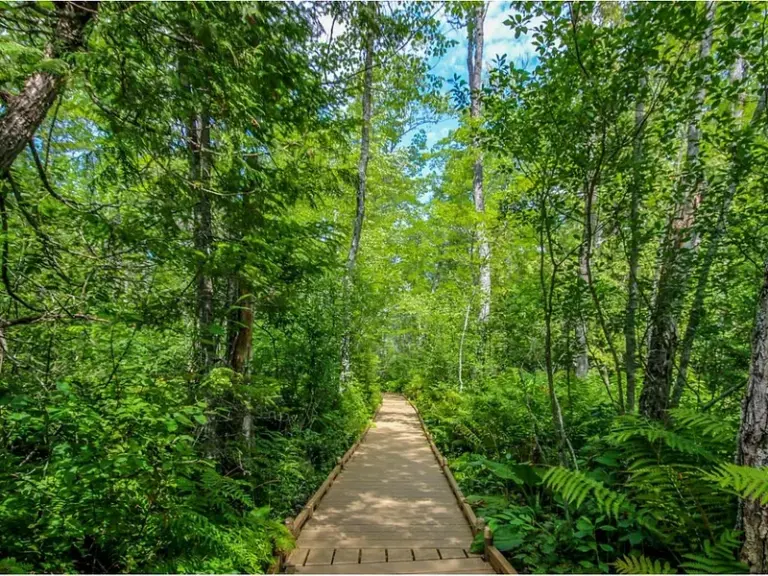 Orono Bog Walk