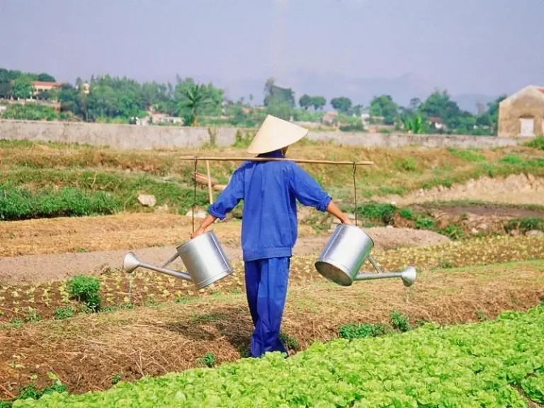 Tra Que Vegetable Village