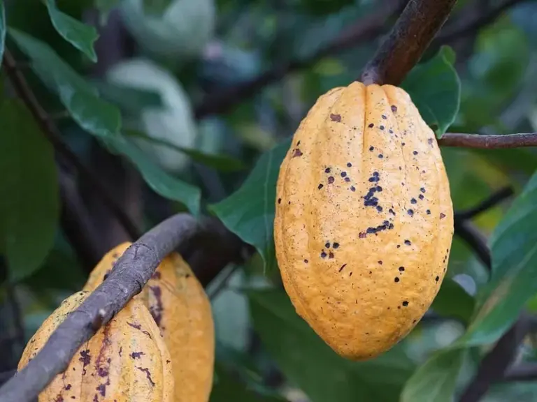 Muoi Cuong Cocoa Farm