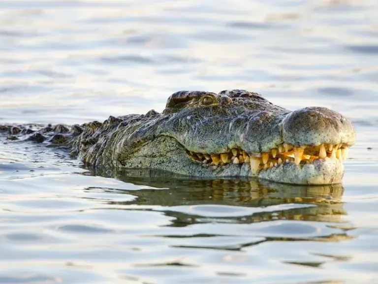 Victoria Falls Crocodile Farm