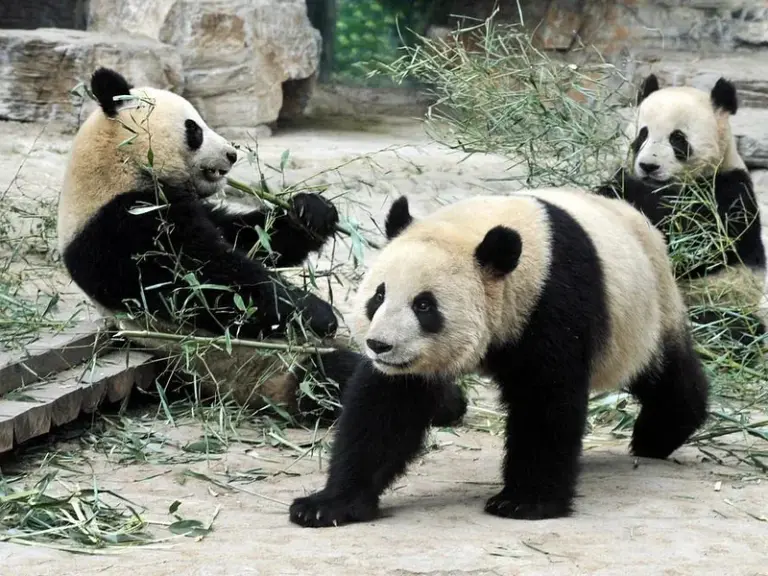 Shanghai Zoo (Shanghai Dongwu Yuan)