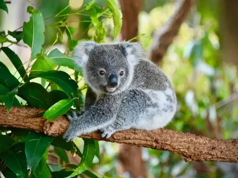 Featherdale Wildlife Park