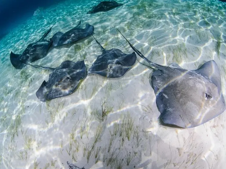 Stingray City Antigua