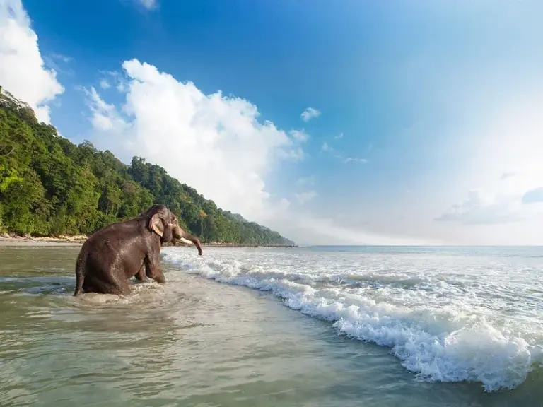 Elephant Beach