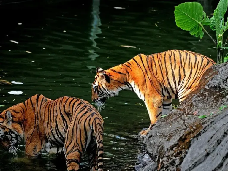 Taman Safari Bogor (Bogor Safari Park)