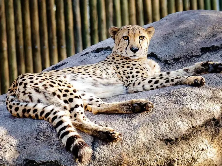 Dublin Zoo