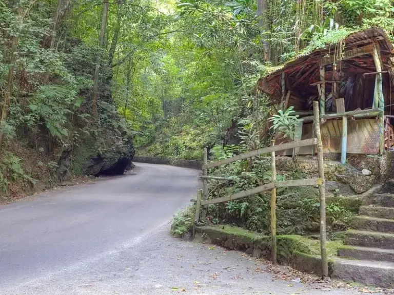 Fern Gully