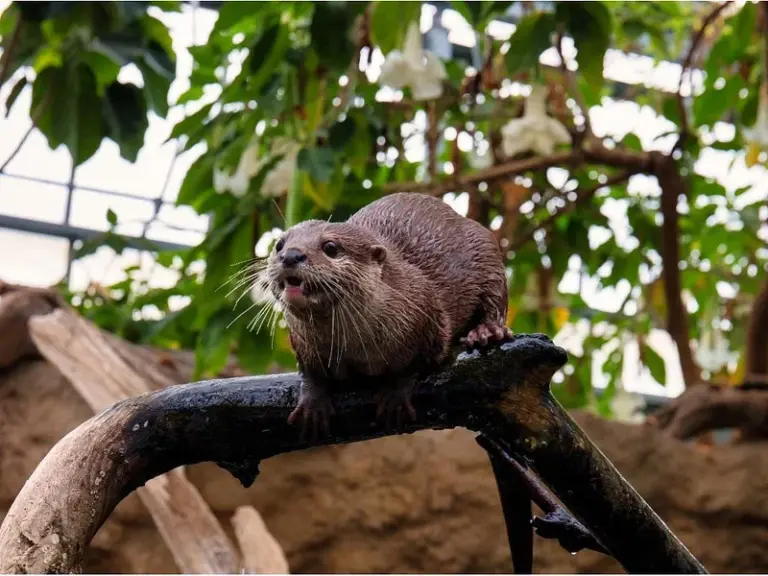 Kobe Animal Kingdom