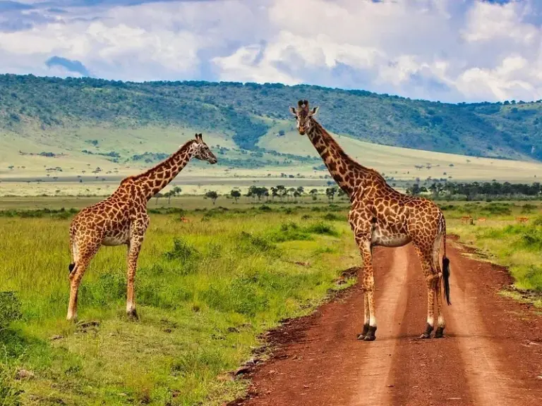 Masai Mara National Reserve (Maasai Mara National Park)