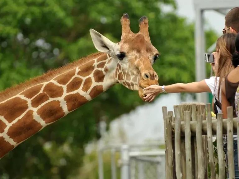 Giraffe Centre
