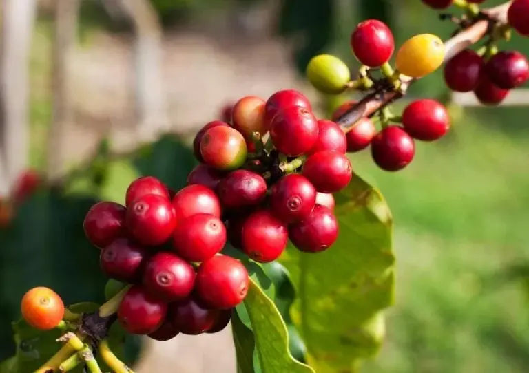 Finca La Gloria