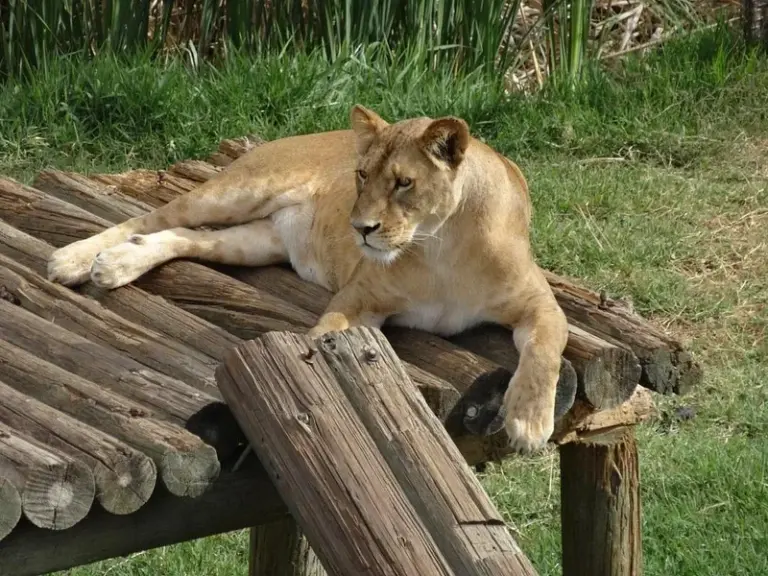 Guadalajara Zoo (Zoológico Guadalajara)