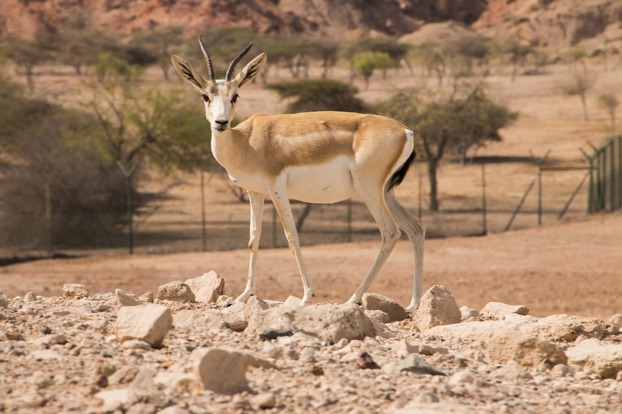 Wild Arabian oryx herd grazing under soft sunlight on golden desert plains of Sir Bani Yas Island, Abu Dhabi Arabian oryx grazing peacefully on open desert plains of Sir Bani Yas Island