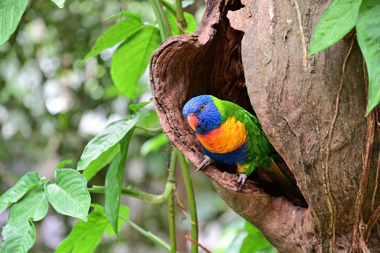 Sunbeams piercing the dense, multi-layered canopy of the Daintree Rainforest — the planet’s oldest tropical rainforest, alive with birdsong and biodiversity Lush green canopy of Daintree Rainforest with sunlight filtering through tall trees