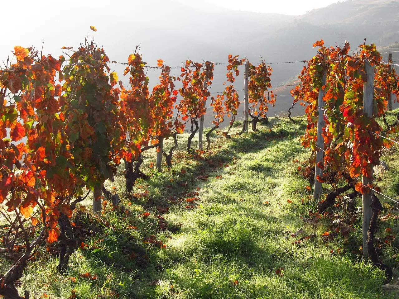 Sunrise over the UNESCO-listed Douro Valley, where endless terraced vineyards glow gold against mist-laced river bends Terraced vineyards along the Douro River at sunrise with mist rising between rows of grapevines