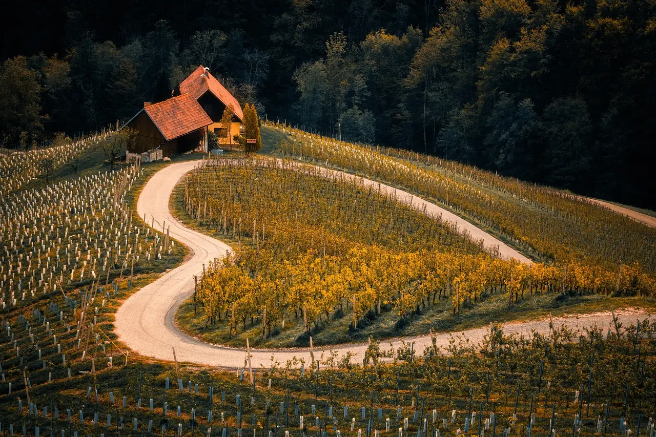 A biologically attuned agriturismo setting in Tuscany—where farming rhythms reinforce circadian relaxation during travel. Sun-drenched Tuscan farmhouse surrounded by cypress trees, vineyards, and lavender rows at golden hour